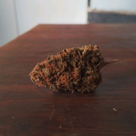 2do ciclo / desflash - apple cookies growlog photo: Desflash