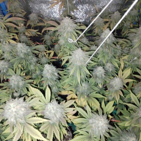 3er ciclo / desflash - apple cookies growlog timeline photo