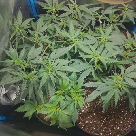 4to ciclo / desflash - apple cookies growlog timeline photo