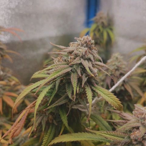 3er ciclo / desflash - apple cookies growlog timeline photo