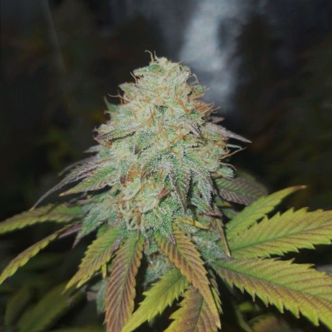 3er ciclo / desflash - apple cookies growlog timeline photo