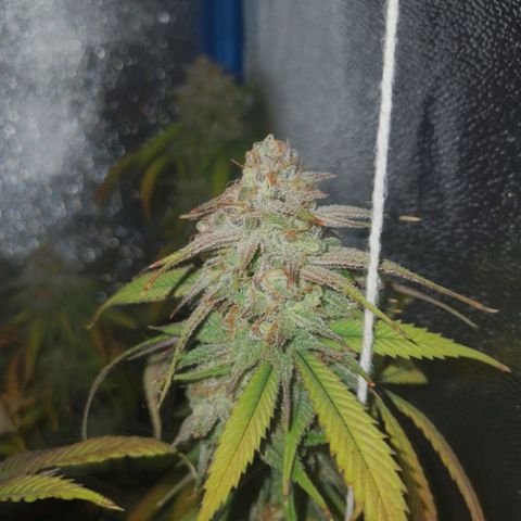 3er ciclo / desflash - apple cookies growlog timeline photo