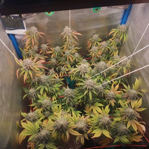 3er ciclo / desflash - apple cookies growlog timeline photo