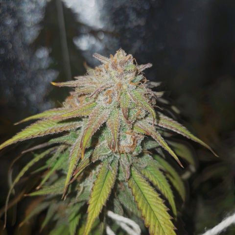 3er ciclo / desflash - apple cookies growlog timeline photo