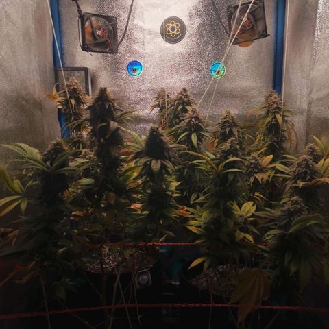 3er ciclo / desflash - apple cookies growlog timeline photo