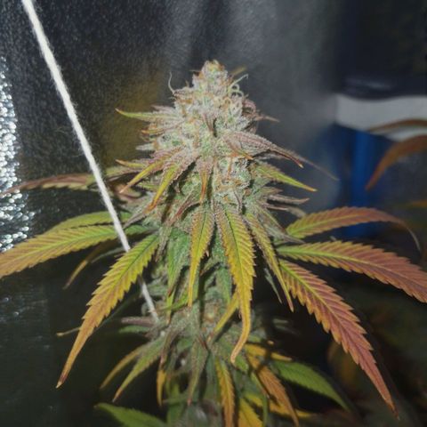 3er ciclo / desflash - apple cookies growlog timeline photo