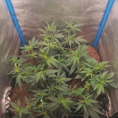 4to ciclo / desflash - apple cookies growlog timeline photo