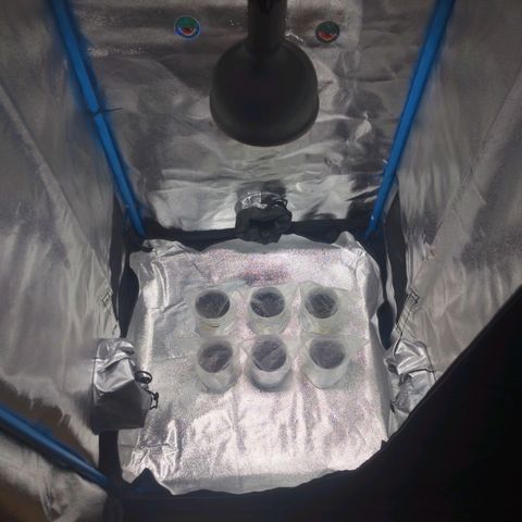 Glueberry OG & Banana Blaze #1 growlog photo: 6/6 popearon