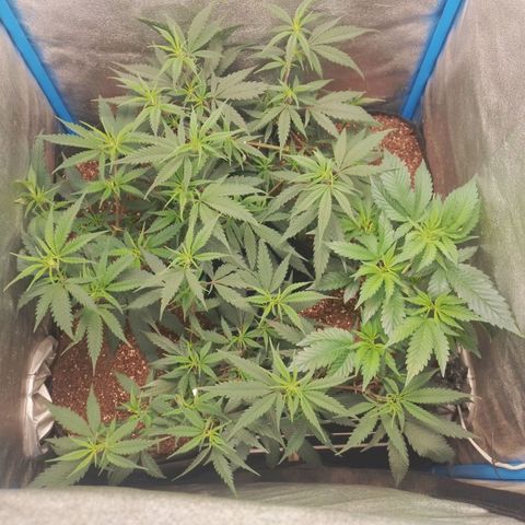 4to ciclo / desflash - apple cookies growlog timeline photo
