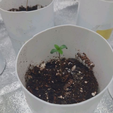 Glueberry OG & Banana Blaze #1 growlog timeline photo