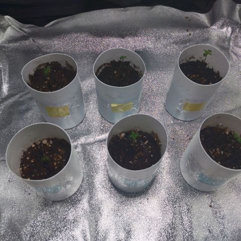 Glueberry OG & Banana Blaze #1 growlog timeline photo