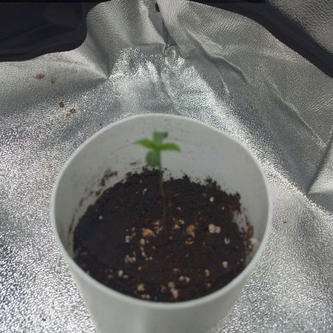 Glueberry OG & Banana Blaze #1 growlog timeline photo