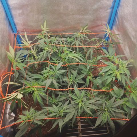4to ciclo / desflash - apple cookies growlog timeline photo