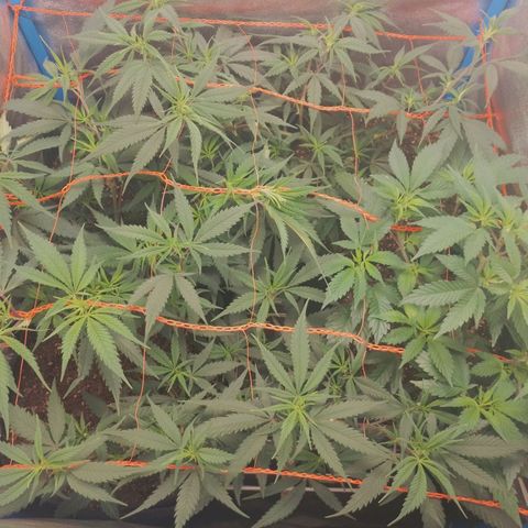 4to ciclo / desflash - apple cookies growlog photo: Post