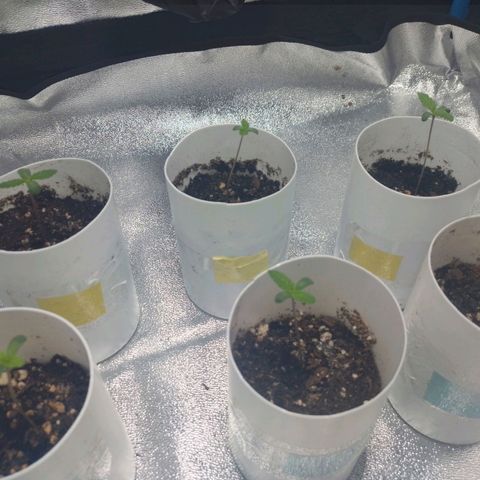 Glueberry OG & Banana Blaze #1 growlog timeline photo