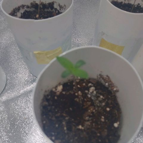 Glueberry OG & Banana Blaze #1 growlog timeline photo