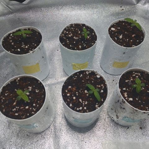 Glueberry OG & Banana Blaze #1 growlog timeline photo