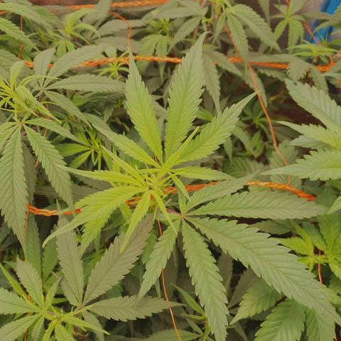 4to ciclo / desflash - apple cookies growlog timeline photo
