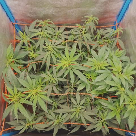 4to ciclo / desflash - apple cookies growlog timeline photo