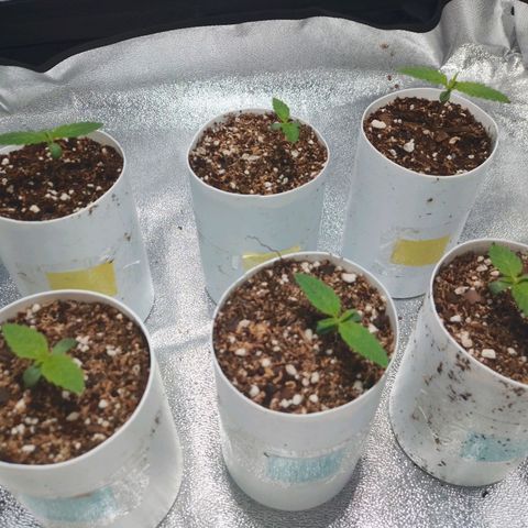 Glueberry OG & Banana Blaze #1 growlog timeline photo