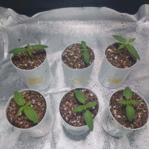 Glueberry OG & Banana Blaze #1 growlog timeline photo