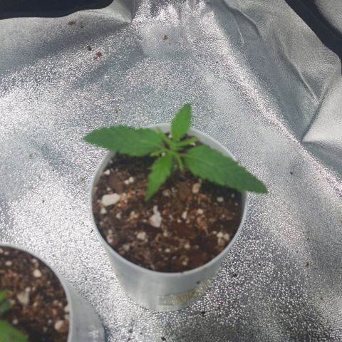 Glueberry OG & Banana Blaze #1 growlog timeline photo