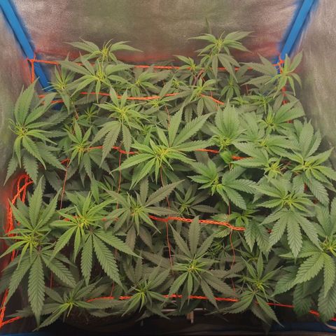 4to ciclo / desflash - apple cookies growlog timeline photo
