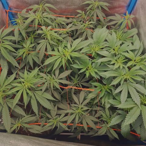 4to ciclo / desflash - apple cookies growlog timeline photo