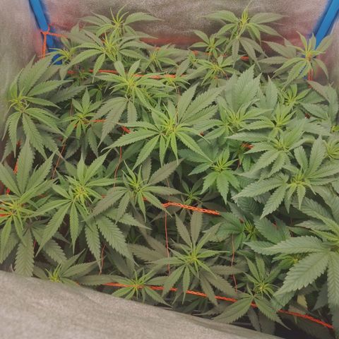 4to ciclo / desflash - apple cookies growlog timeline photo