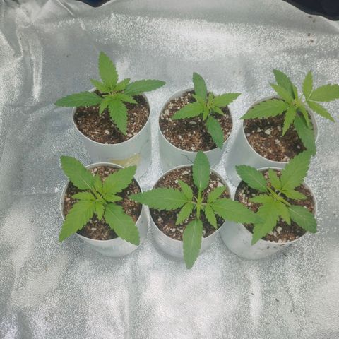 Glueberry OG & Banana Blaze #1 growlog timeline photo