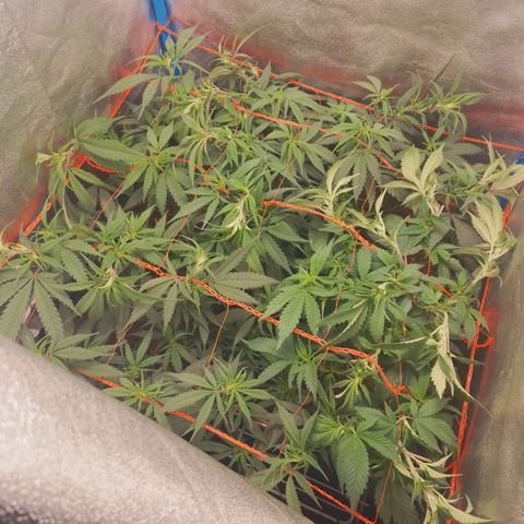 4to ciclo / desflash - apple cookies growlog timeline photo