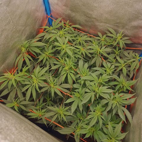 4to ciclo / desflash - apple cookies growlog timeline photo