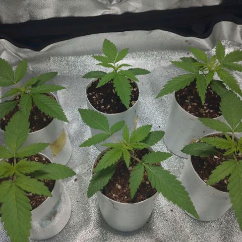 Glueberry OG & Banana Blaze #1 growlog timeline photo