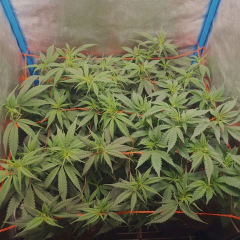 4to ciclo / desflash - apple cookies growlog timeline photo