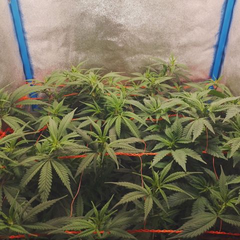 4to ciclo / desflash - apple cookies growlog timeline photo