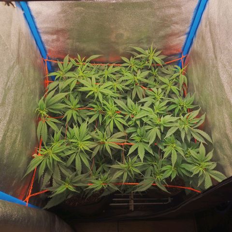 4to ciclo / desflash - apple cookies growlog timeline photo