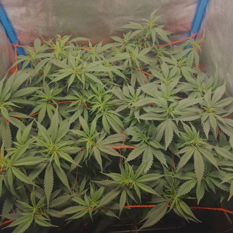 4to ciclo / desflash - apple cookies growlog timeline photo