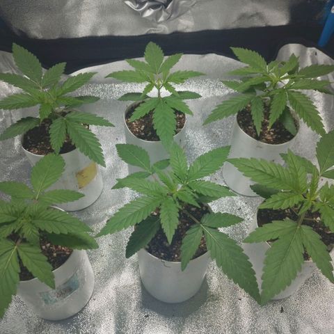 Glueberry OG & Banana Blaze #1 growlog timeline photo