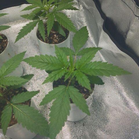 Glueberry OG & Banana Blaze #1 growlog timeline photo