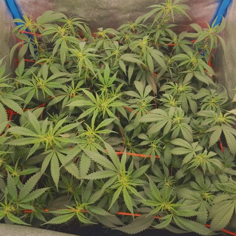 4to ciclo / desflash - apple cookies growlog timeline photo
