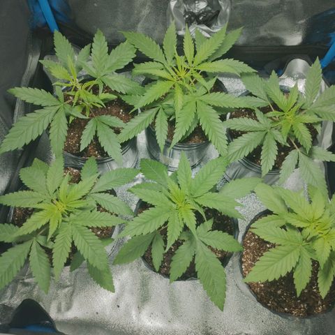 Glueberry OG & Banana Blaze #1 growlog timeline photo