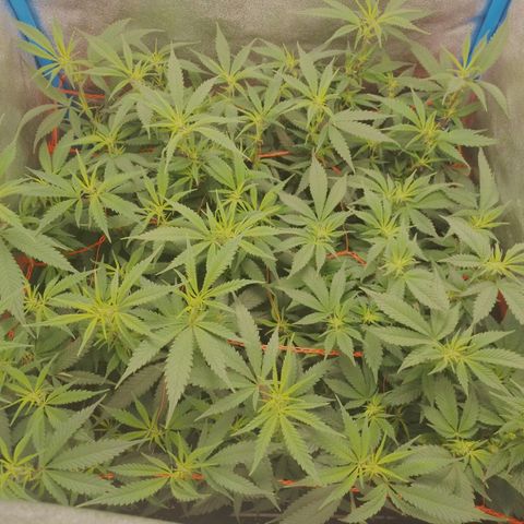 4to ciclo / desflash - apple cookies growlog timeline photo
