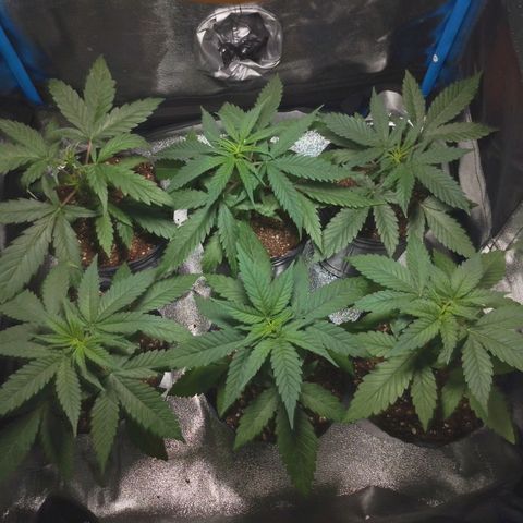 Glueberry OG & Banana Blaze #1 growlog timeline photo
