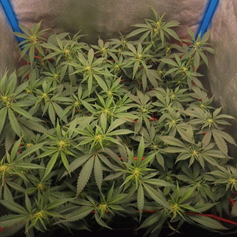 4to ciclo / desflash - apple cookies growlog timeline photo