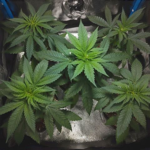Glueberry OG & Banana Blaze #1 growlog photo: Se descarto 1 banana blaze. Lenta y deforme.