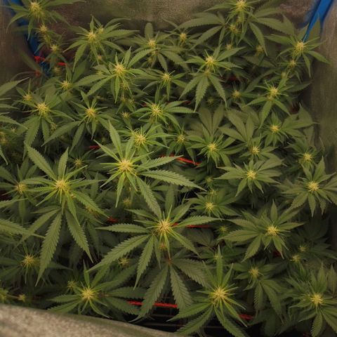 4to ciclo / desflash - apple cookies growlog timeline photo