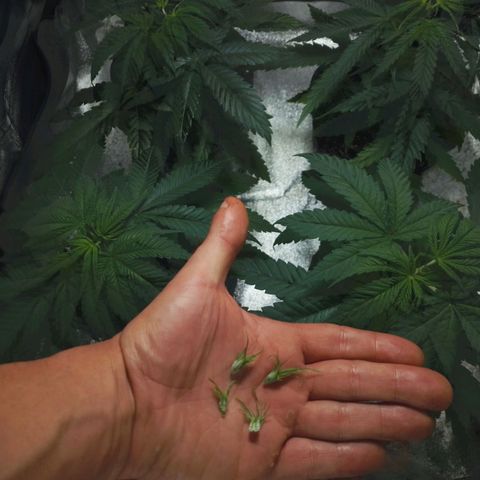 Glueberry OG & Banana Blaze #1 growlog timeline photo