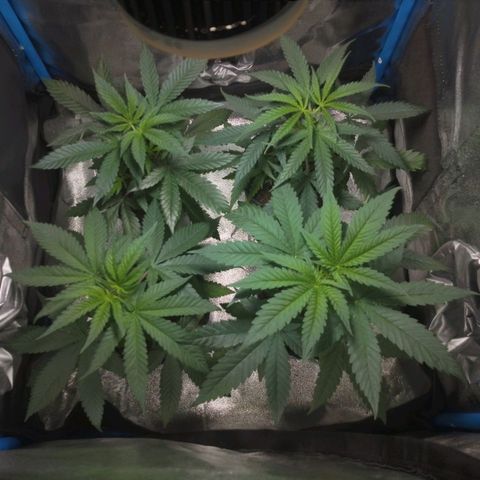 Glueberry OG & Banana Blaze #1 growlog timeline photo