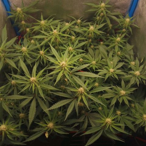 4to ciclo / desflash - apple cookies growlog timeline photo