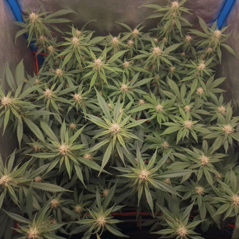 4to ciclo / desflash - apple cookies growlog timeline photo